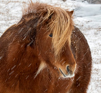 Another Icelandic horse