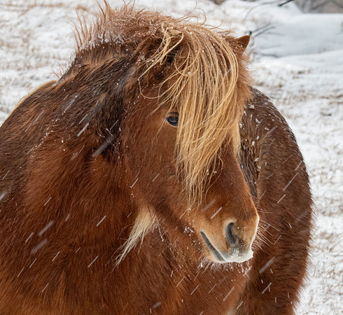 Another Icelandic horse