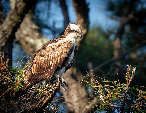Osprey, Jekyll Island