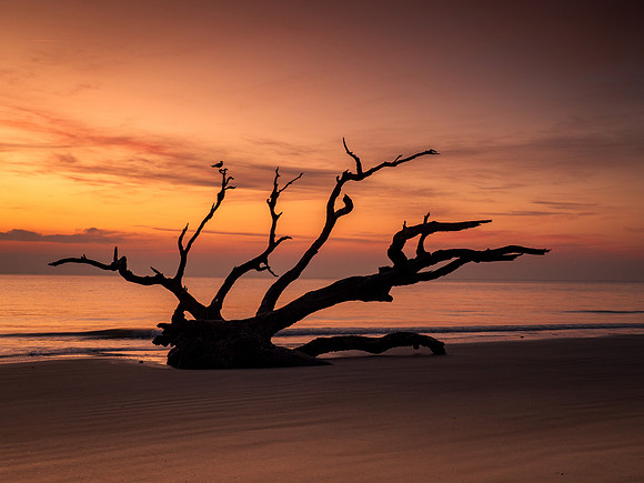 Driftwood Beach Dawn