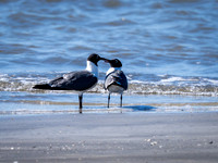 Gulls on Jekyll