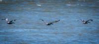 Trio of Pelicans