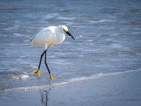 Egret with Catch