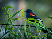 Red-winged Black Bird