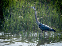 Blue Heron