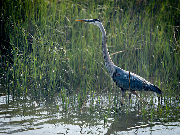 Blue Heron