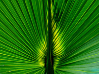 Washington Palm Leaf