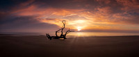 Driftwood Beach Dawn Panorama