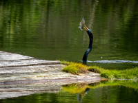 Anhinga with Catch