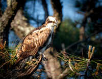 Osprey, Jekyll Island