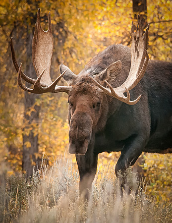 Bull Moose