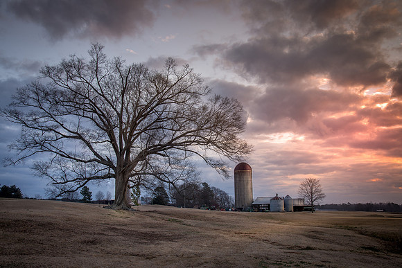 Morgan Dairy Farm