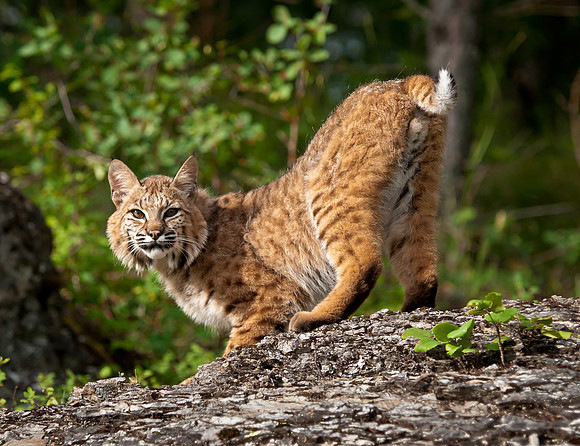 Bobcat