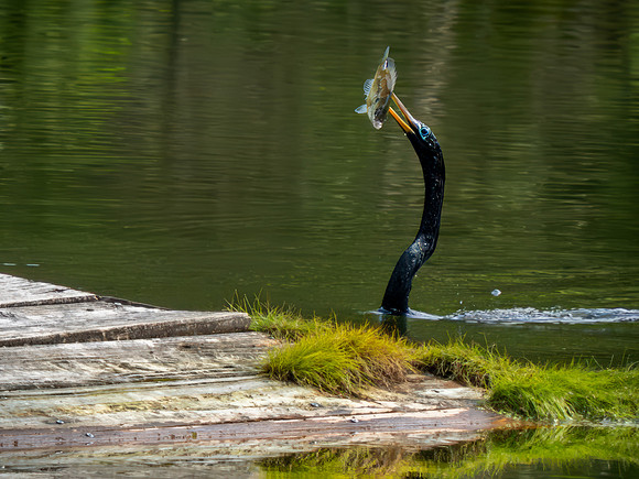 Anhinga's Catch of the Day