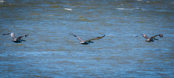 Trio of Pelicans