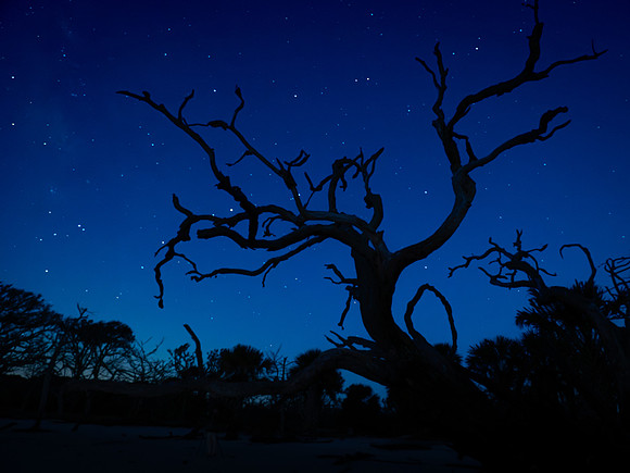 Driftwood Beach Starlight