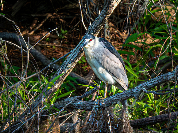 Black-crowned Night Heron
