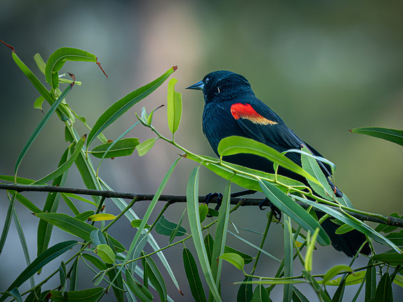 Red-winged Black Bird