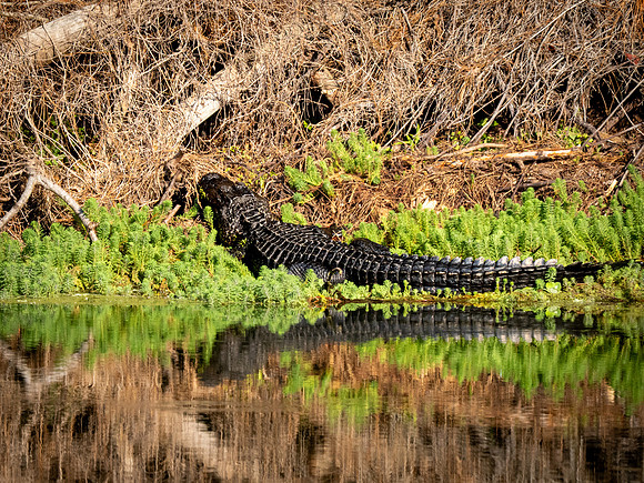 Sunning Alligator