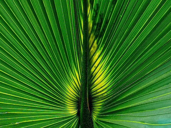 Jekyll Palm Leaf