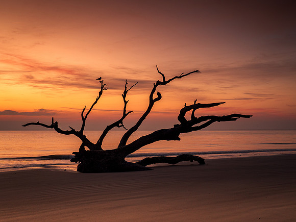Bird on Driftwood