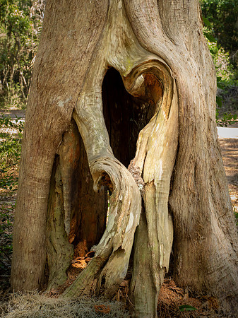 Love Tree