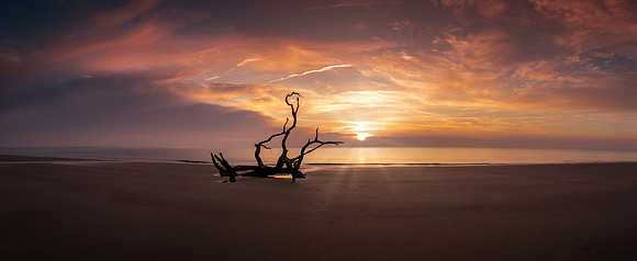 Driftwood Sunrise Panorama