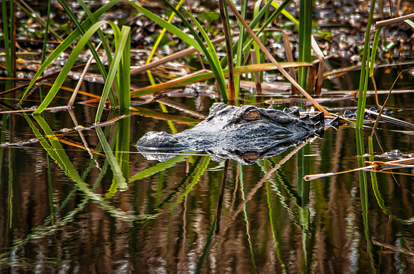 Alligator