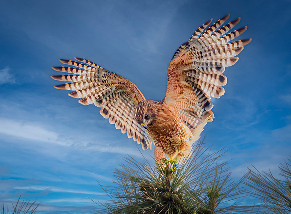 Red-shouldered Hawk
