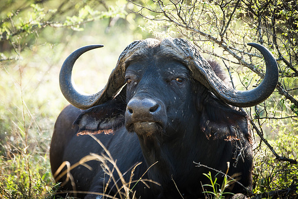Cape Buffalo