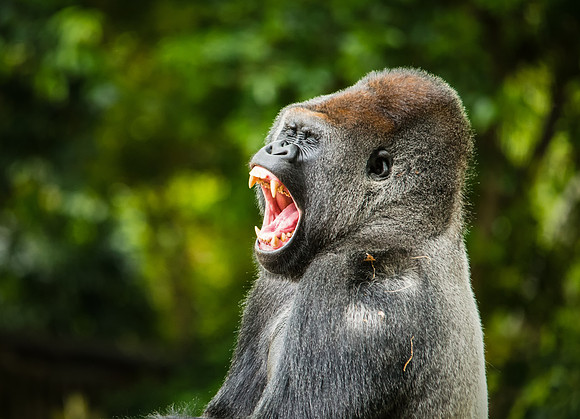 Gorilla