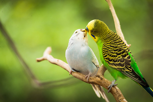 Parakeets