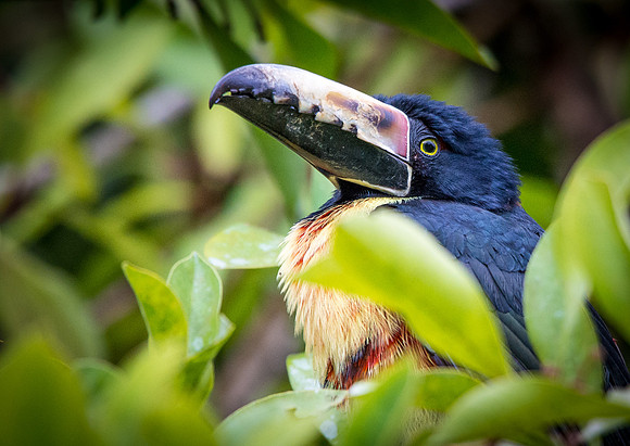 Collared Aracari