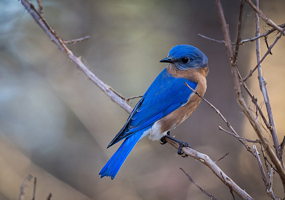 Blue Bird