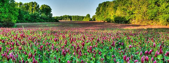 Field of Clover, Orchard Hill