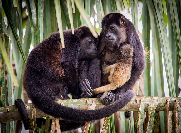 Howler Monkeys