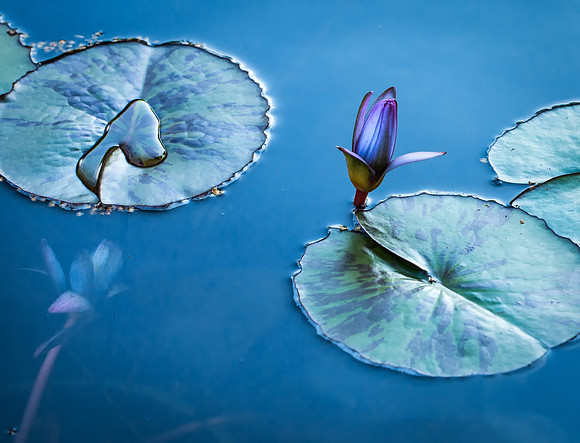 Water Lily