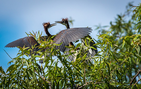 Tri-colored Herons