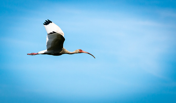 Ibis in flight