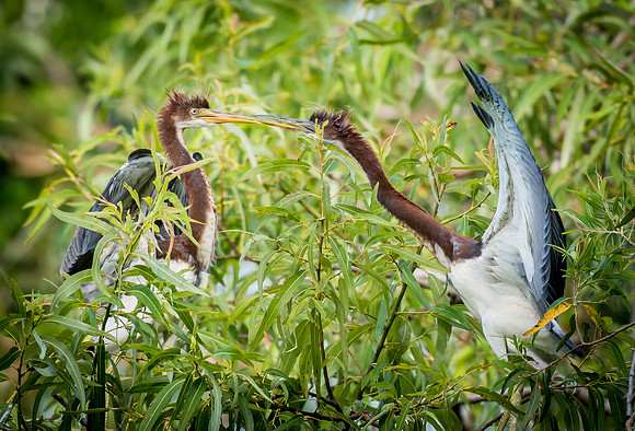 Tricolored Herons