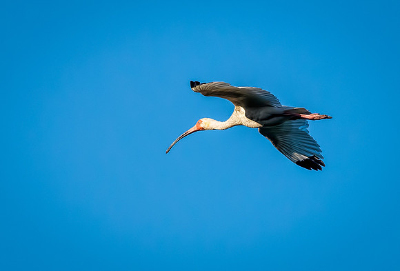 Ibis