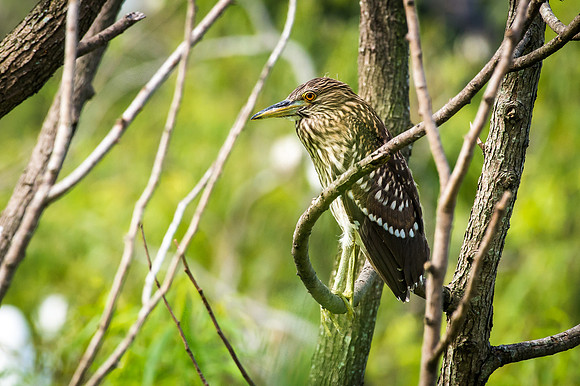 Green Heron