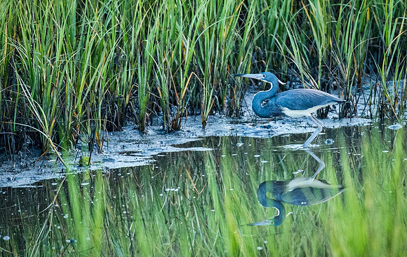 Blue Heron