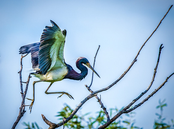 Tri-colored Heron