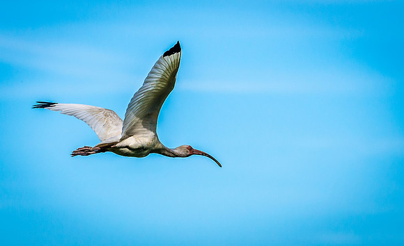 Ibis in flight
