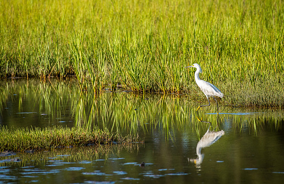 Great white egret