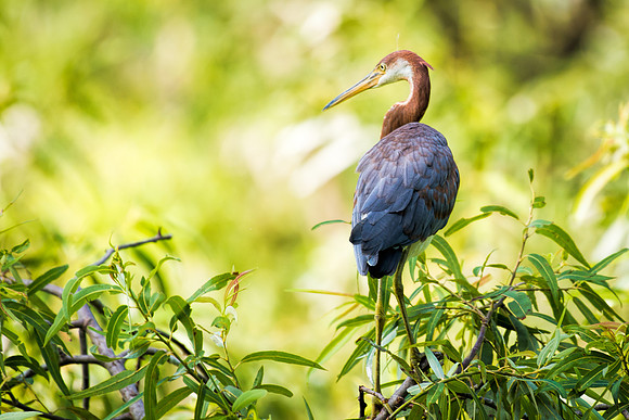 Blue Heron