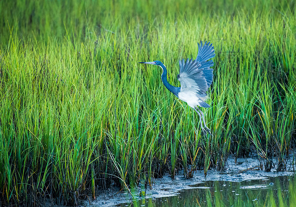 Blue Heron