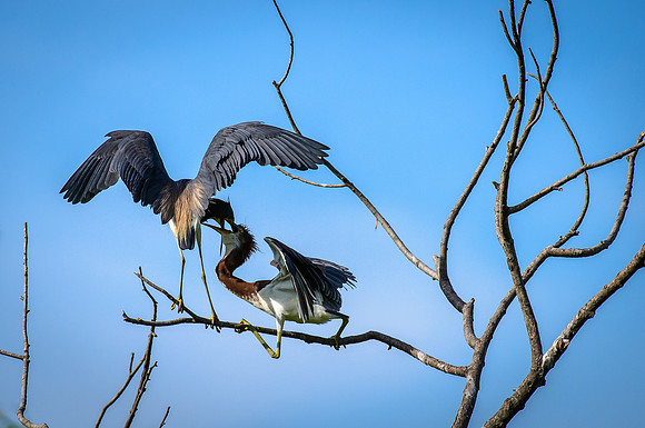Tri-colored Herons