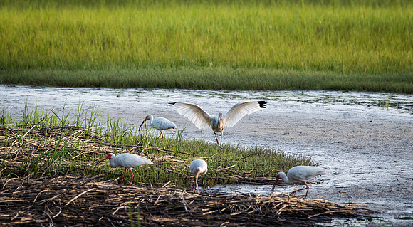 Ibis